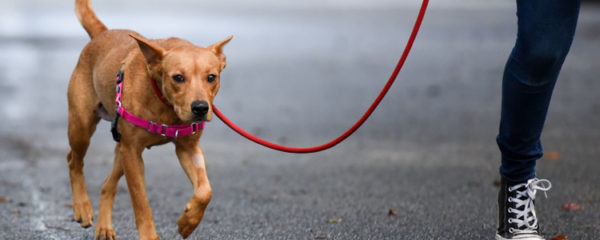 dog sitter