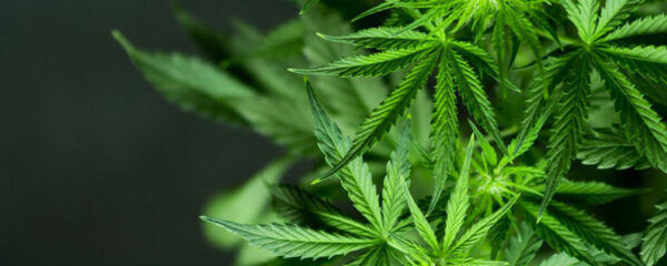 Cannabis